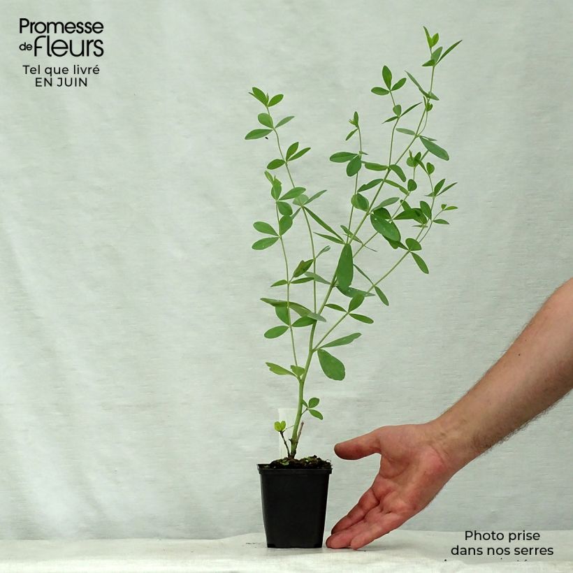 Amostra de Baptisia Starlite Prairieblues Vaso de 8/9 cm tal como entregue no verão