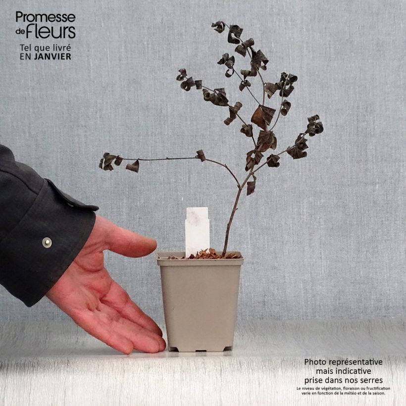 Amostra de Baptisia Starlite Prairieblues Vaso de 8/9 cm tal como entregue no inverno