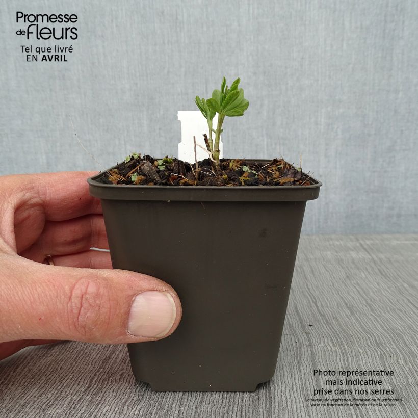 Amostra de Baptisia Decadence Vanilla Cream Vaso de 8/9 cm tal como entregue na primavera