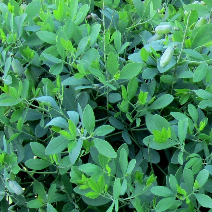 Baptisia alba var. macrophylla (Folhagem)