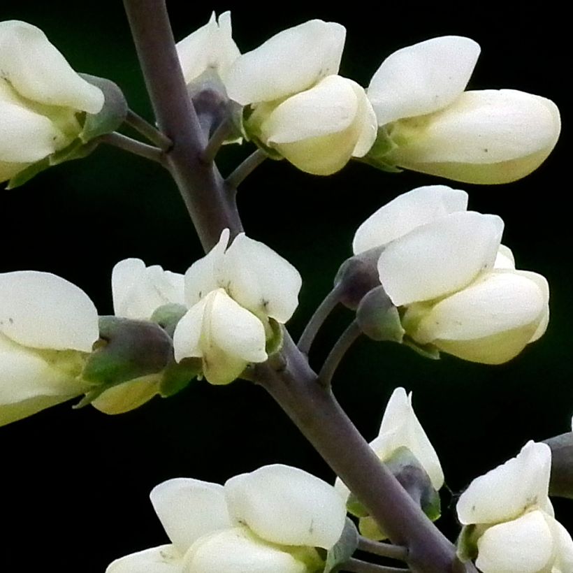 Baptisia alba var. macrophylla (Floração)
