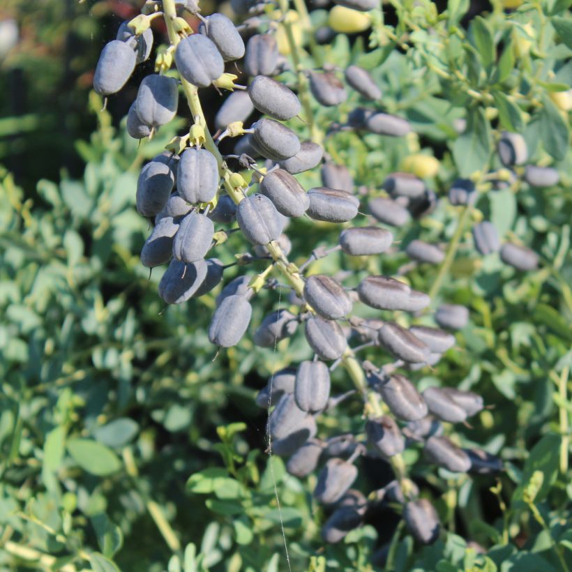 Baptisia alba var. macrophylla (Colheita)