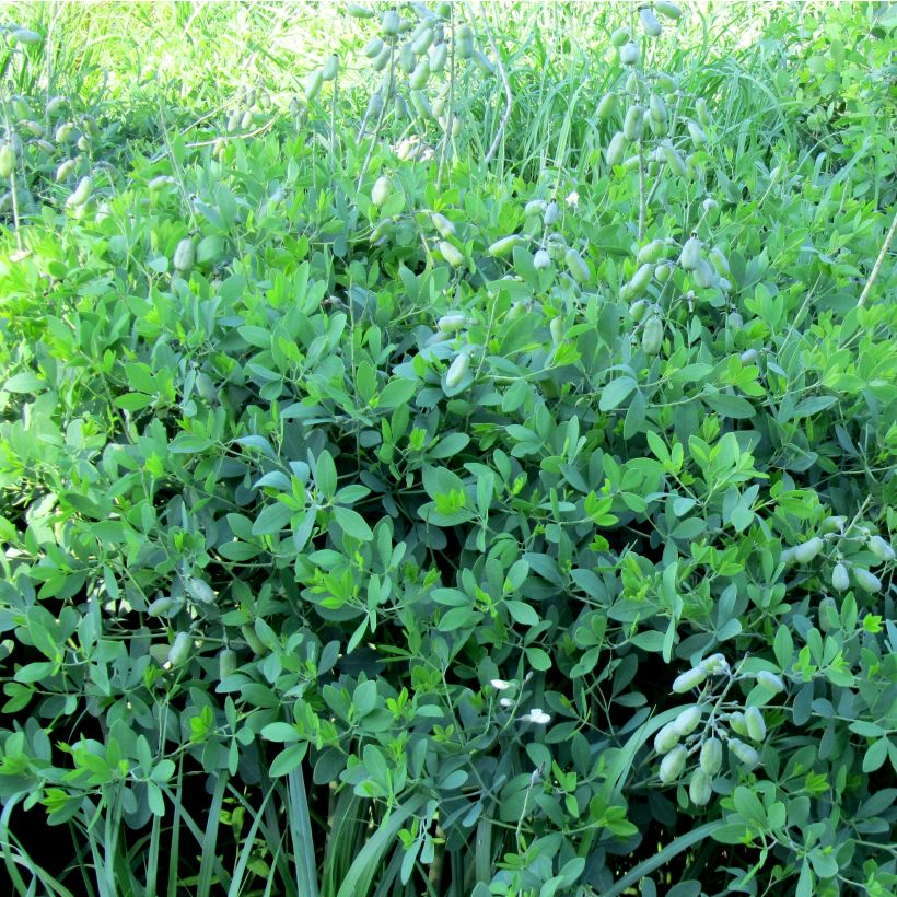 Baptisia alba var. macrophylla (Hábito)