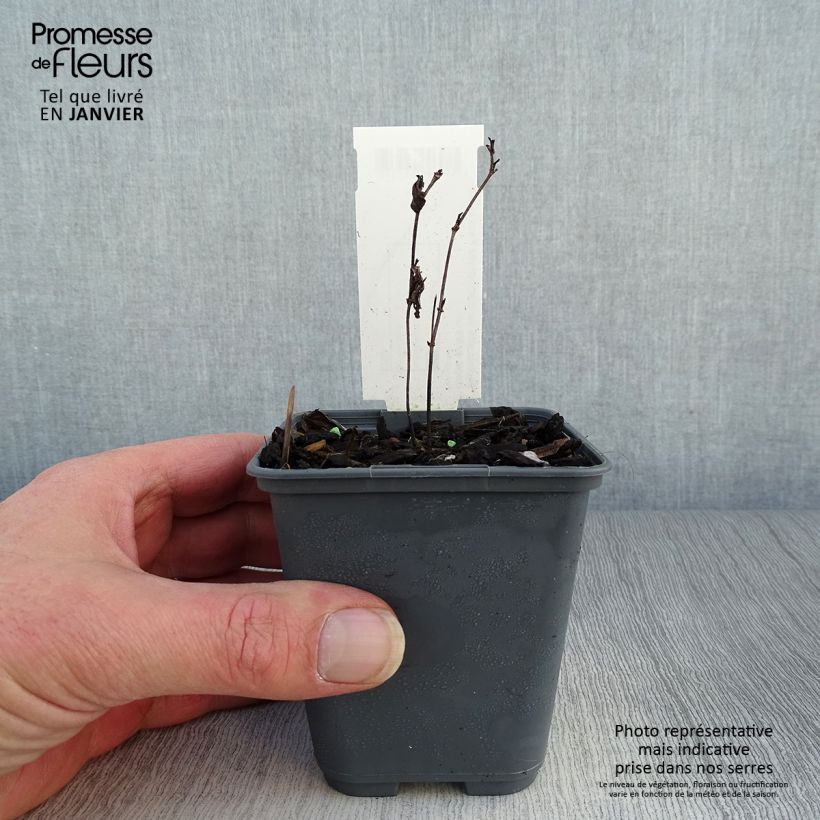 Amostra de Baptisia alba var macrophylla, Faux Lupin Vaso de 8/9 cm tal como entregue no inverno