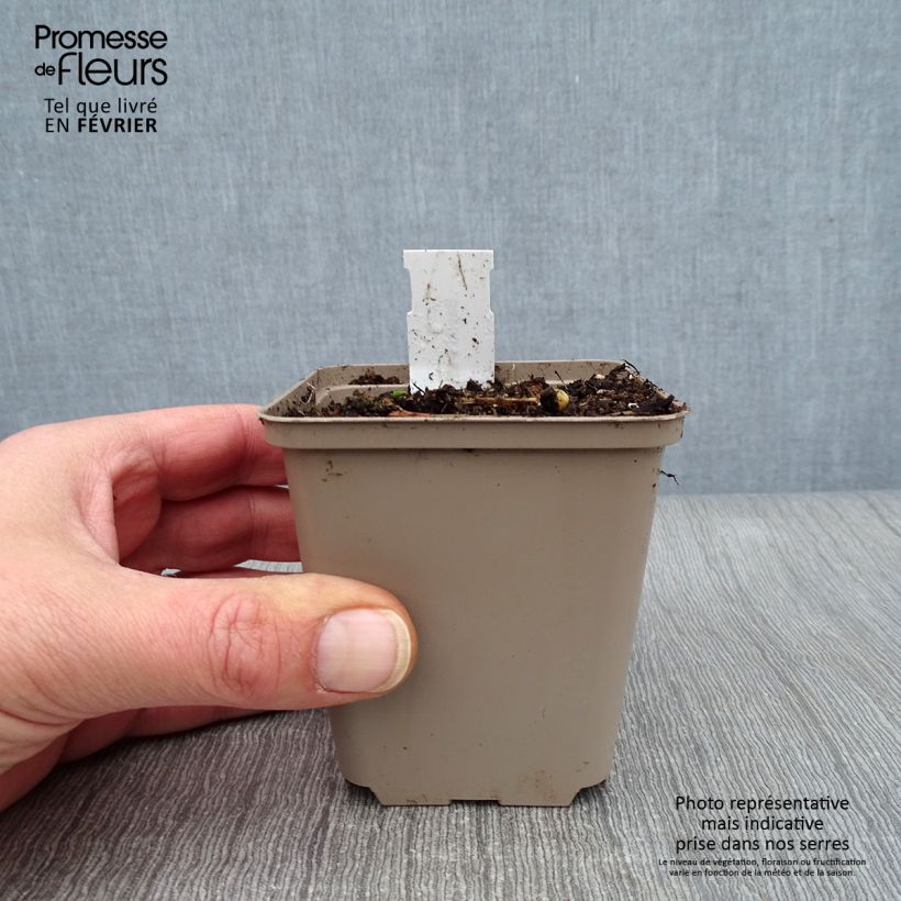 Amostra de Baptisia albescens Pink Form Vaso de 8/9 cm tal como entregue no inverno