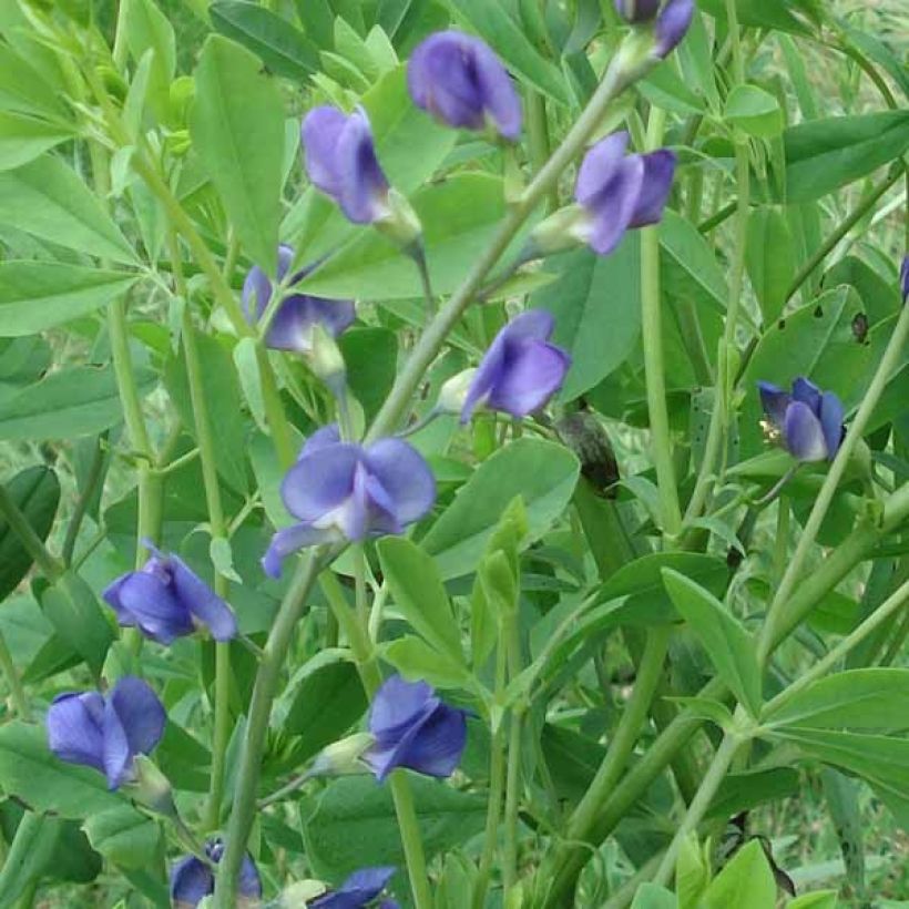 Baptisia australis (Floração)