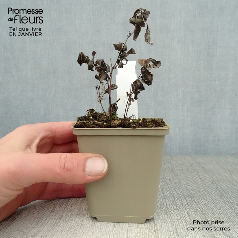 Amostra de Baptisia australis minor Dark Blue - Lupin indigo Vaso de 8/9 cm tal como entregue no inverno