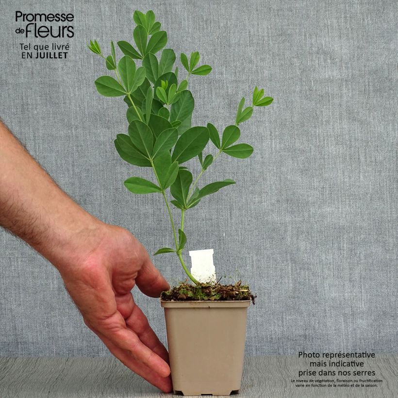 Amostra de Baptisia australis var. minor Dark Blue Vaso de 8/9 cm tal como entregue no verão