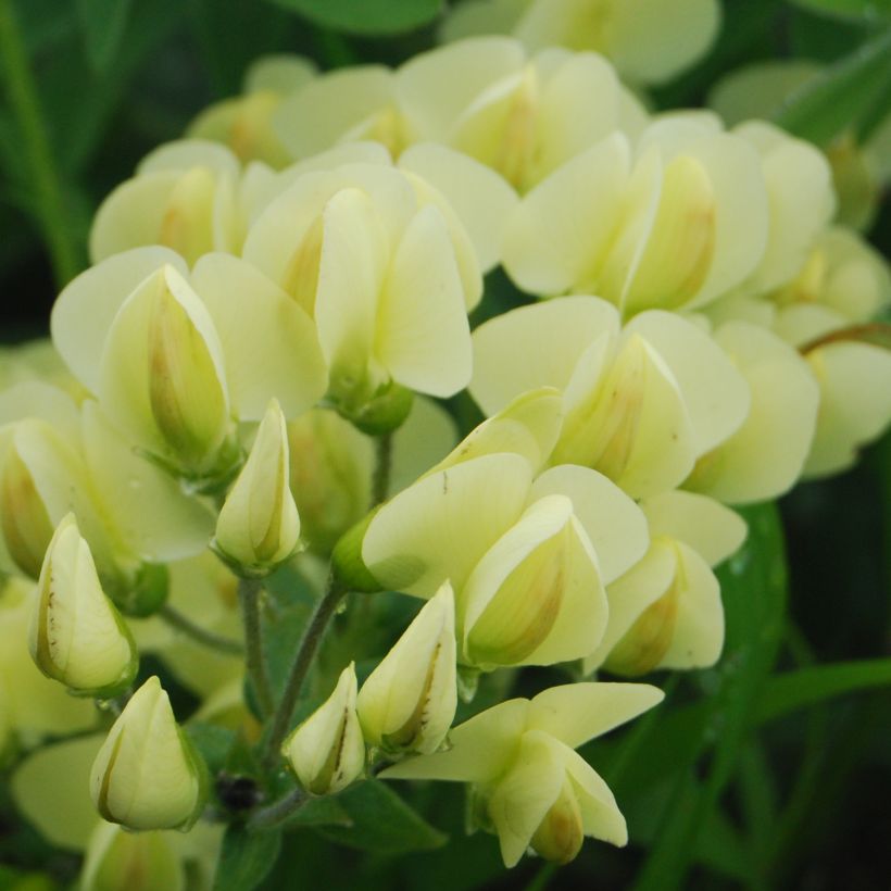 Baptisia bracteata (Floração)