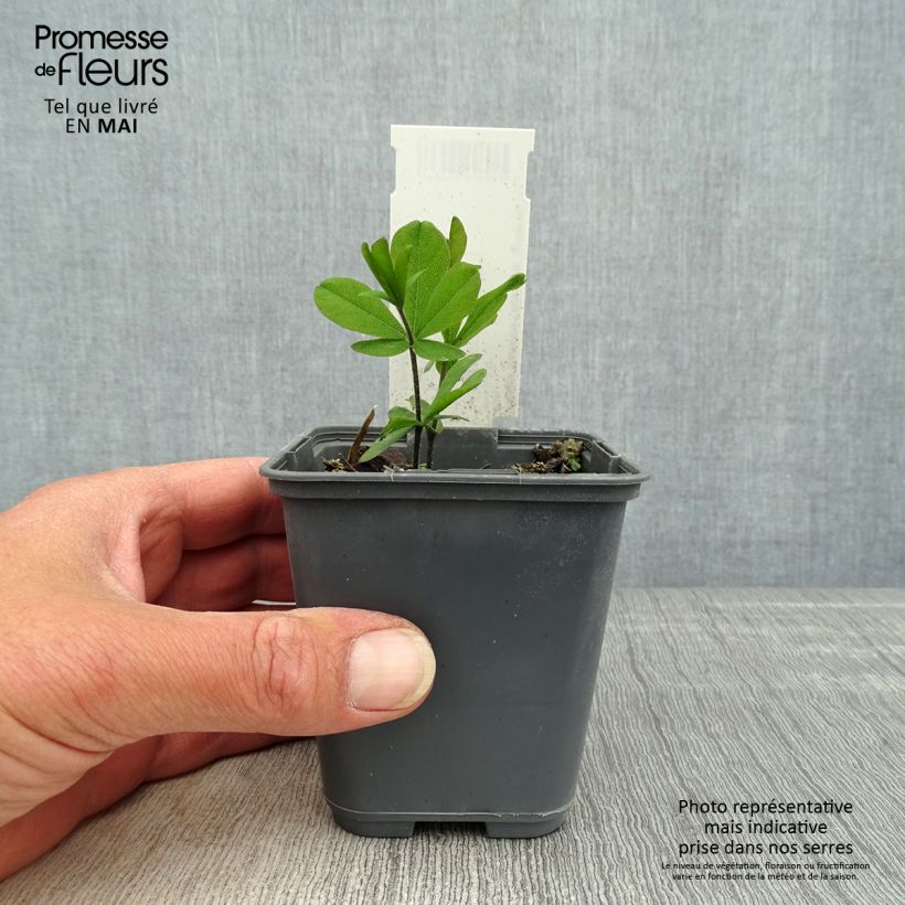 Amostra de Baptisia bracteata Vaso de 8/9 cm tal como entregue na primavera