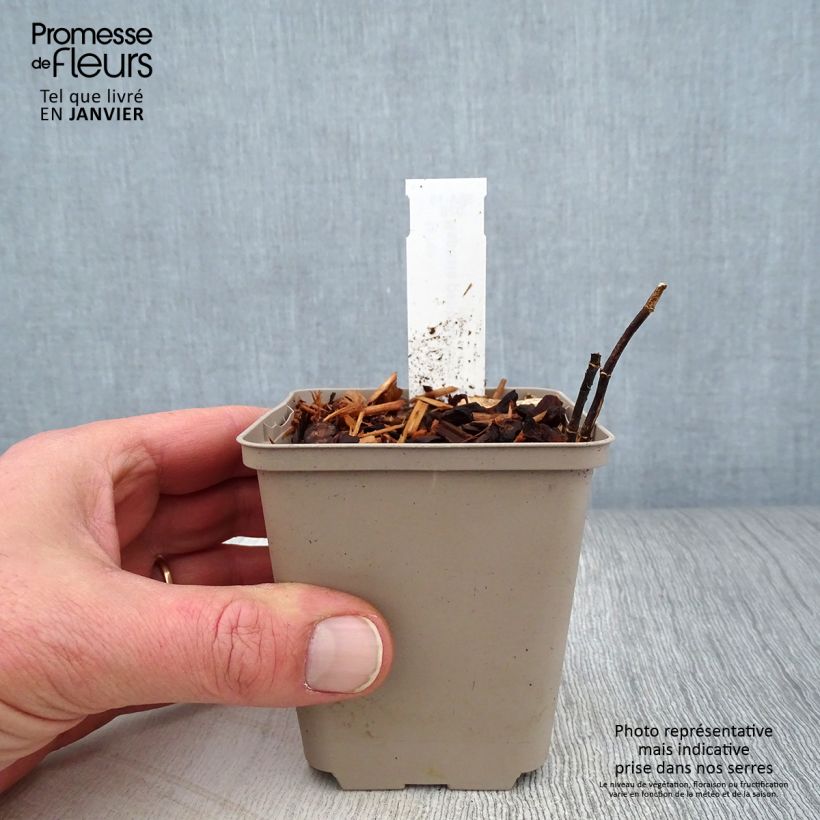 Amostra de Baptisia alba - Falso índigo branco Vaso de 8/9 cm tal como entregue no inverno