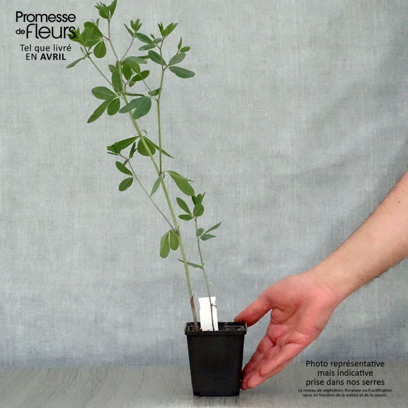 Amostra de Baptisia sphaerocarpa Vaso de 8/9 cm tal como entregue na primavera