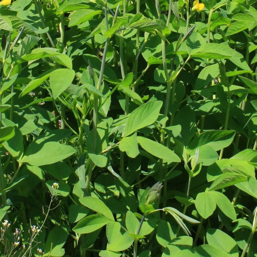 Baptisia sphaerocarpa (Folhagem)