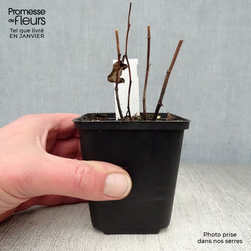 Amostra de Baptisia sphaerocarpa (= viridis) - Faux indigo jaune. Godet de 8/9 cm tal como entregue no inverno