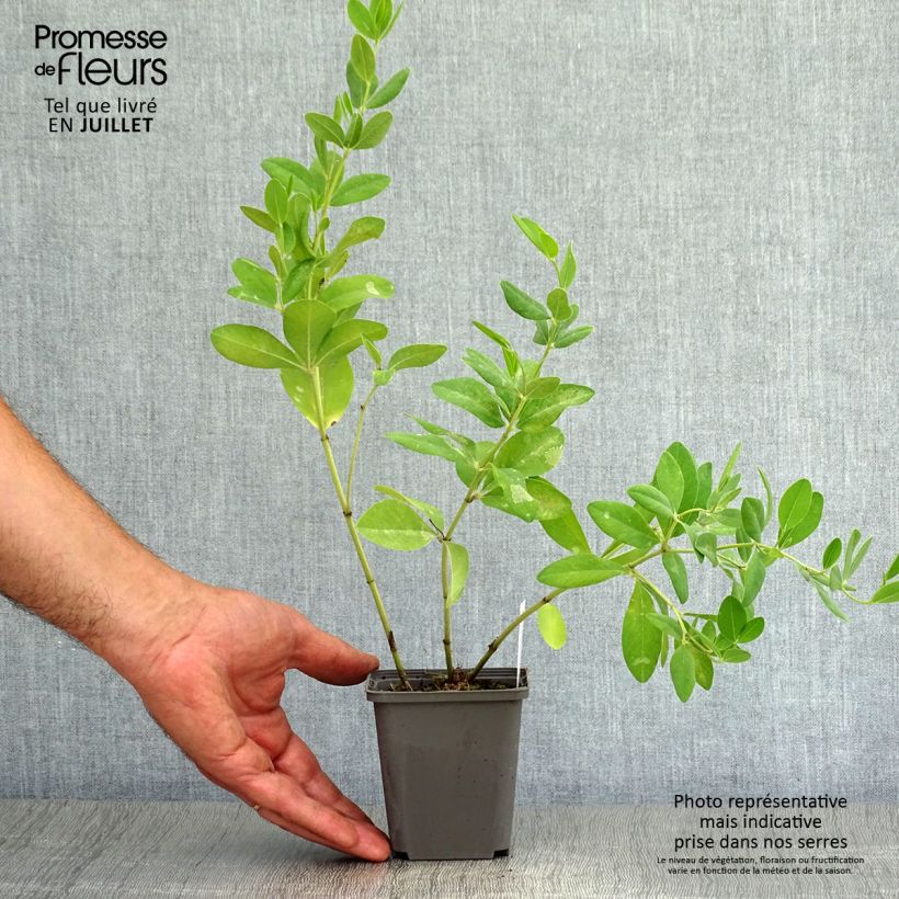 Amostra de Baptisia sphaerocarpa Vaso de 8/9 cm tal como entregue no verão