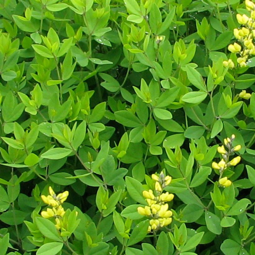 Baptisia tinctoria (Folhagem)