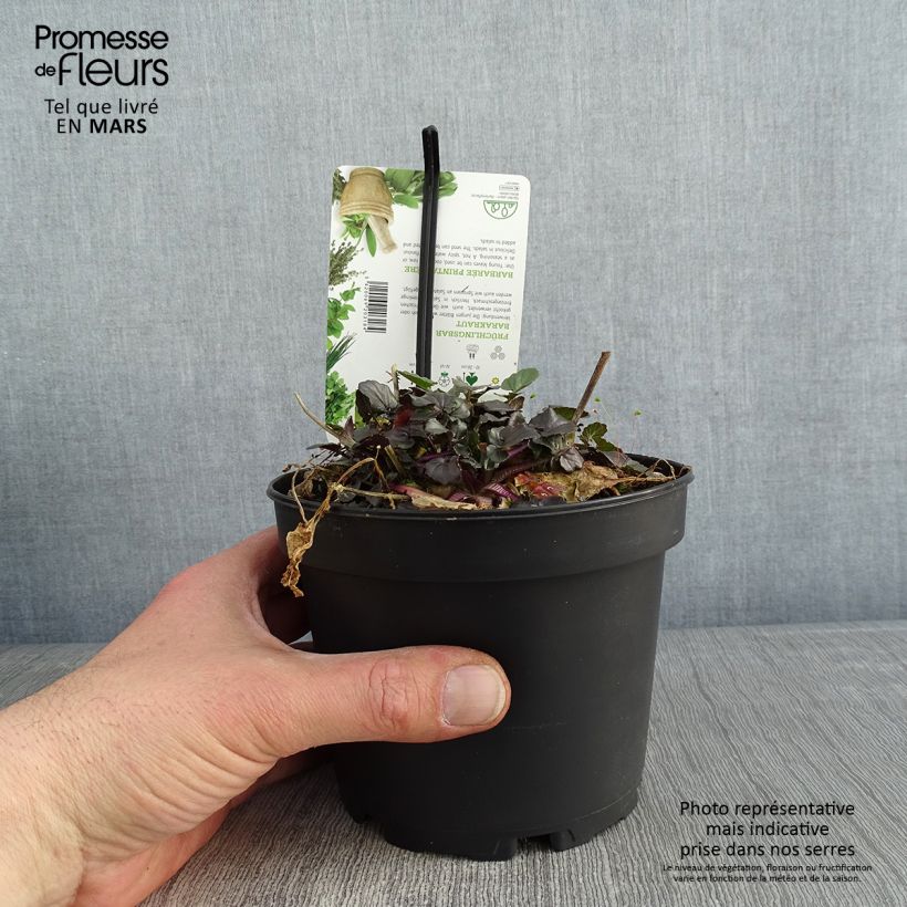 Amostra de Barbarea verna - Cresson de terre ou de jardin, barbarée printanière Pot de 1,5L/2L tal como entregue no inverno
