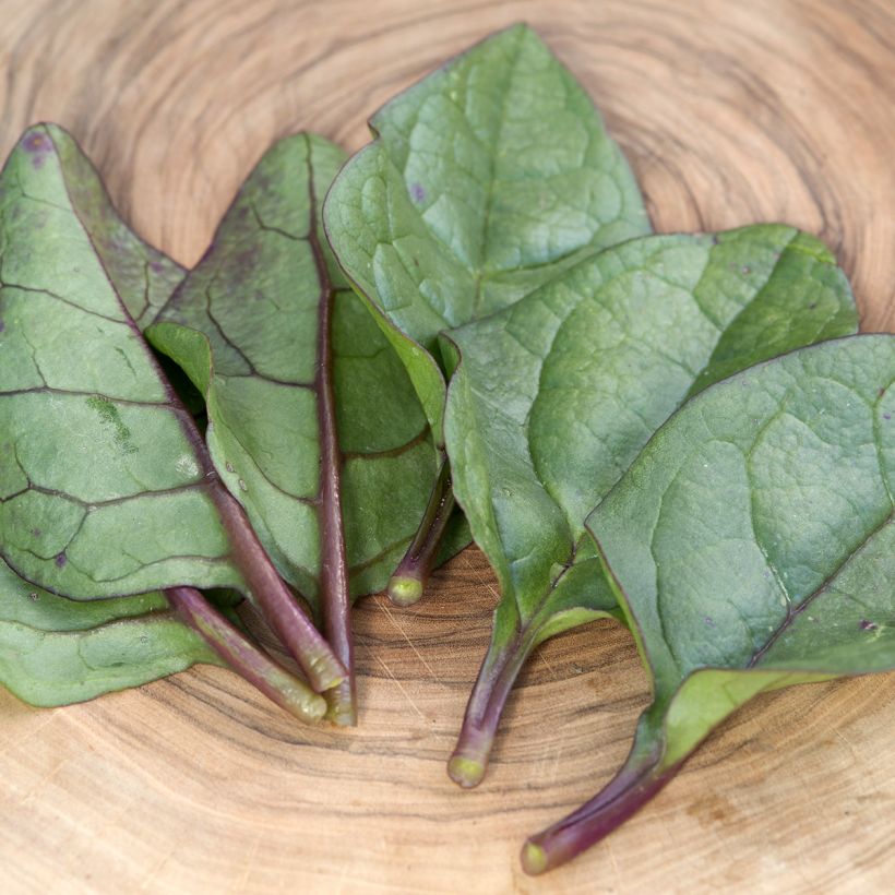 Espinafre de Malabar Select (Folhagem)