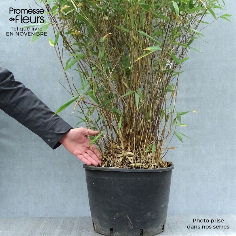 Amostra de Bashania fargesii Vaso de 12 L/15 L tal como entregue no outono