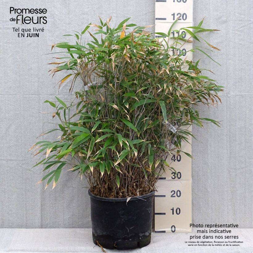 Amostra de Bashania fargesii Vaso de 12 L/15 L tal como entregue no verão