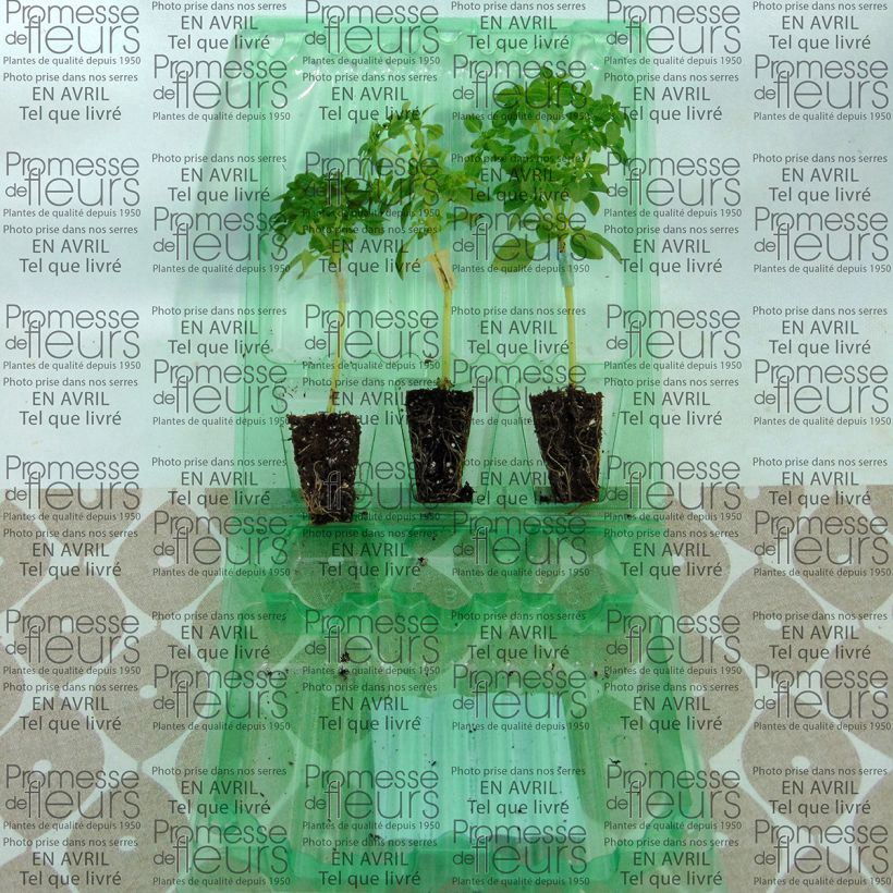 Exemplo de amostra de Basilic El Greco en plants GREFFES Mini-motte Ø 3/4 cm tal como entregue