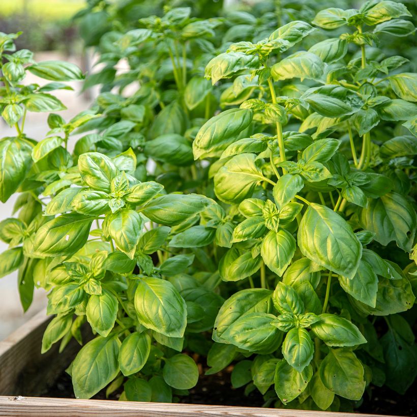 Manjericão Genovese Bio (Hábito)