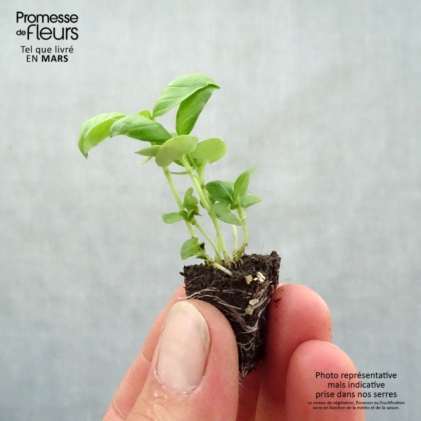 Amostra de Basilic Grand Vert compact Mini-motte Ø 3/4 cm tal como entregue na primavera