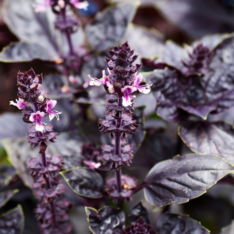 Manjericão Dark Opal (Floração)
