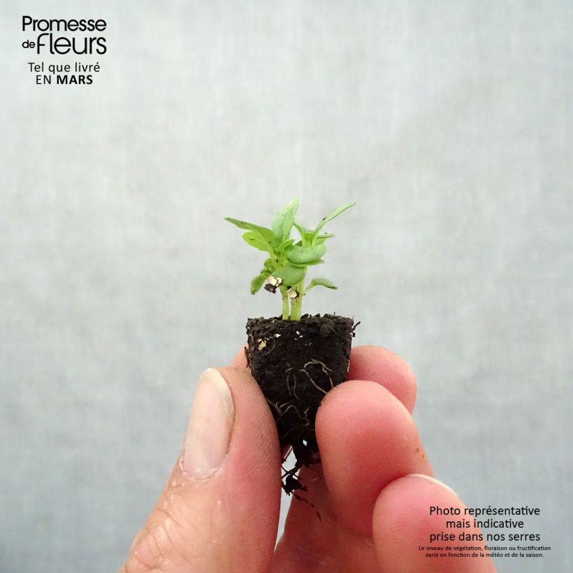 Amostra de Basilic fin vert nain compact BIO Mini-motte Ø 1,5/2,5 cm tal como entregue na primavera