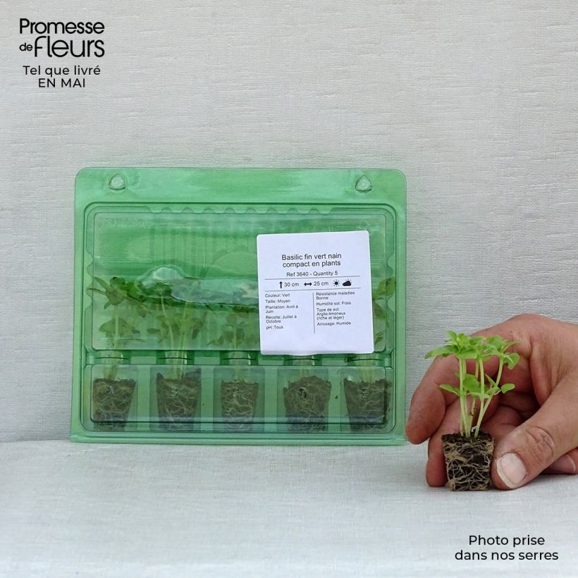 Amostra de Basilic fin vert nain compact en plants Mini-motte Ø 3/4 cm tal como entregue na primavera