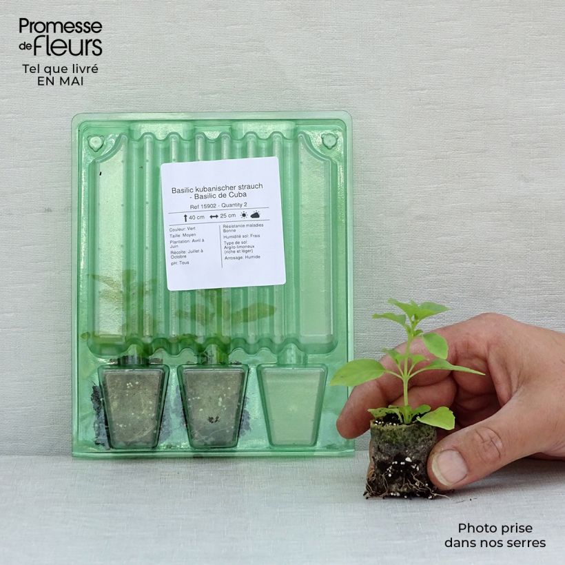 Amostra de Basilic kubanischer strauch - Basilic de Cuba Mini-motte Ø 3/4 cm tal como entregue na primavera