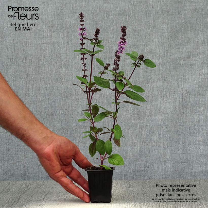 Amostra de Manjericão perene Magic Mountain plantas joivens Vaso de 7/8 cm tal como entregue na primavera