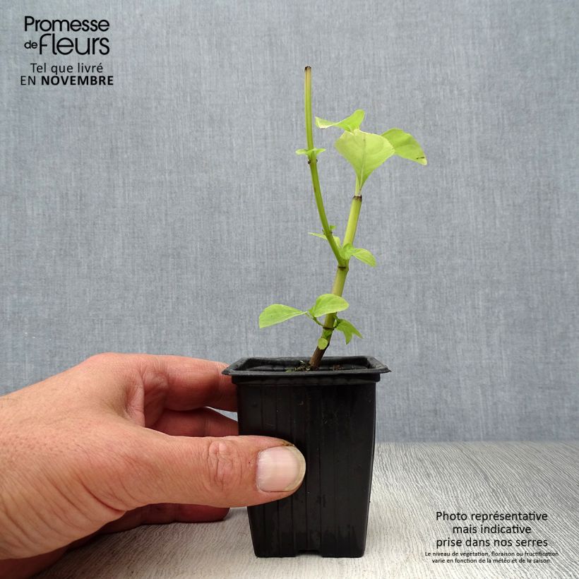 Amostra de Manjericão perene anisado Vaso de 8/9 cm tal como entregue no outono
