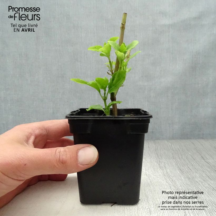 Amostra de Manjericão perene anisado Vaso de 8/9 cm tal como entregue na primavera