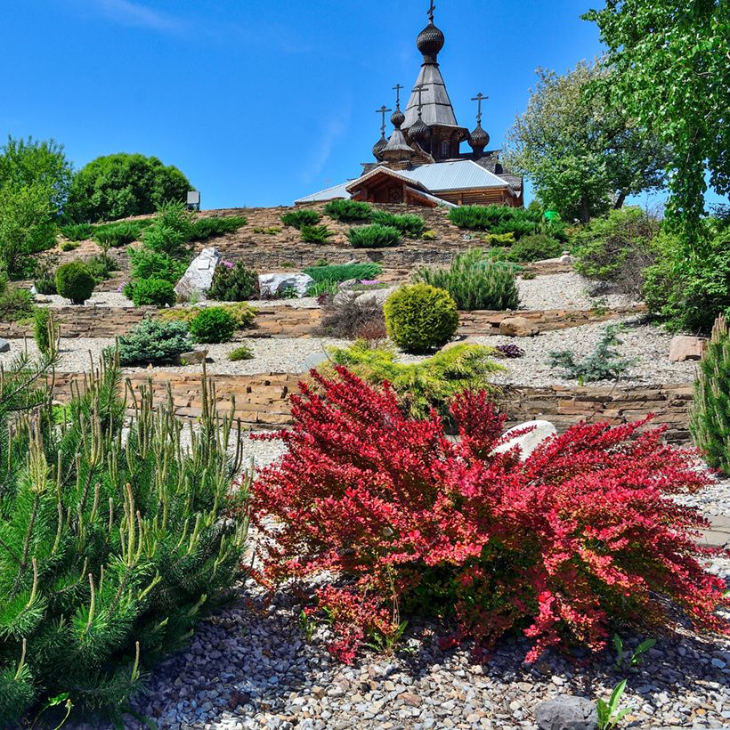 Berberis thunbergii Red Rocket (Hábito)