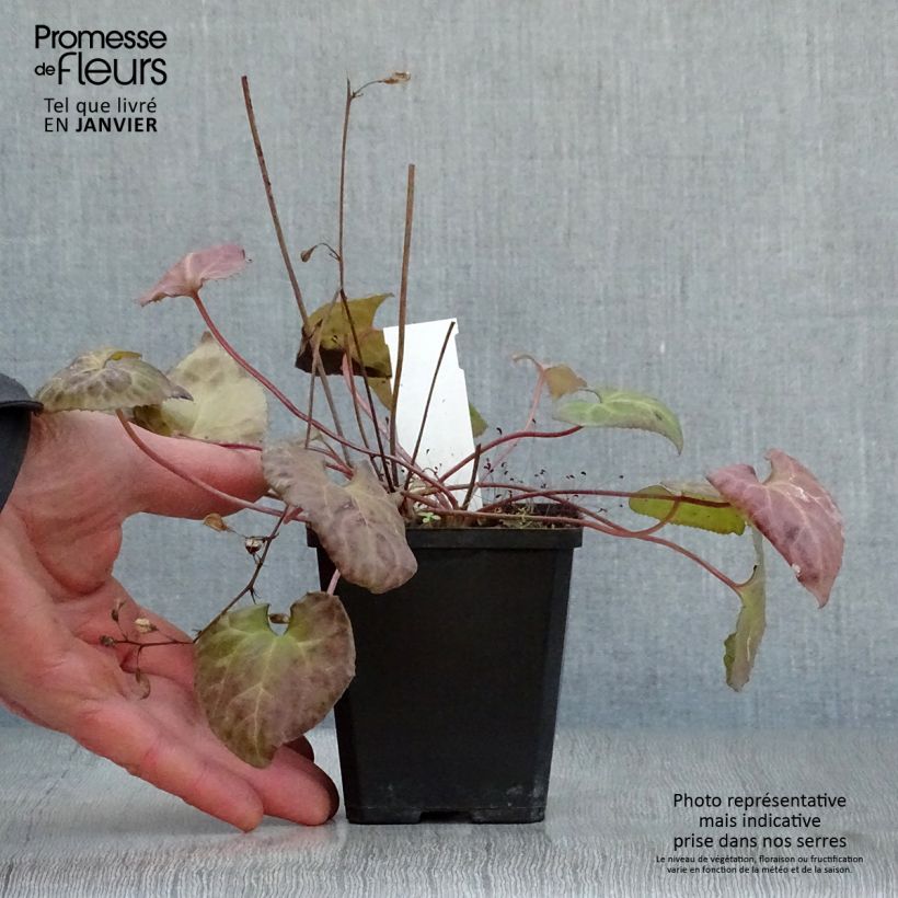 Amostra de Beesia calthifolia Vaso de 8/9 cm tal como entregue no inverno