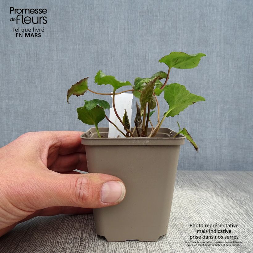 Amostra de Beesia calthifolia Vaso de 8/9 cm tal como entregue na primavera