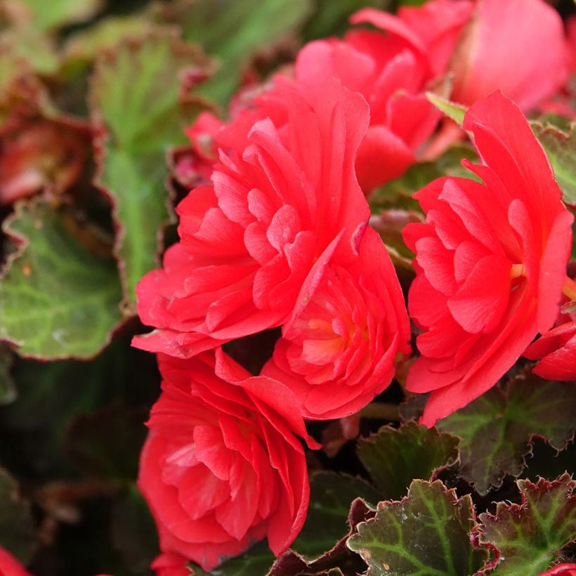 Begónia Bellissa Vermelho (Floração)