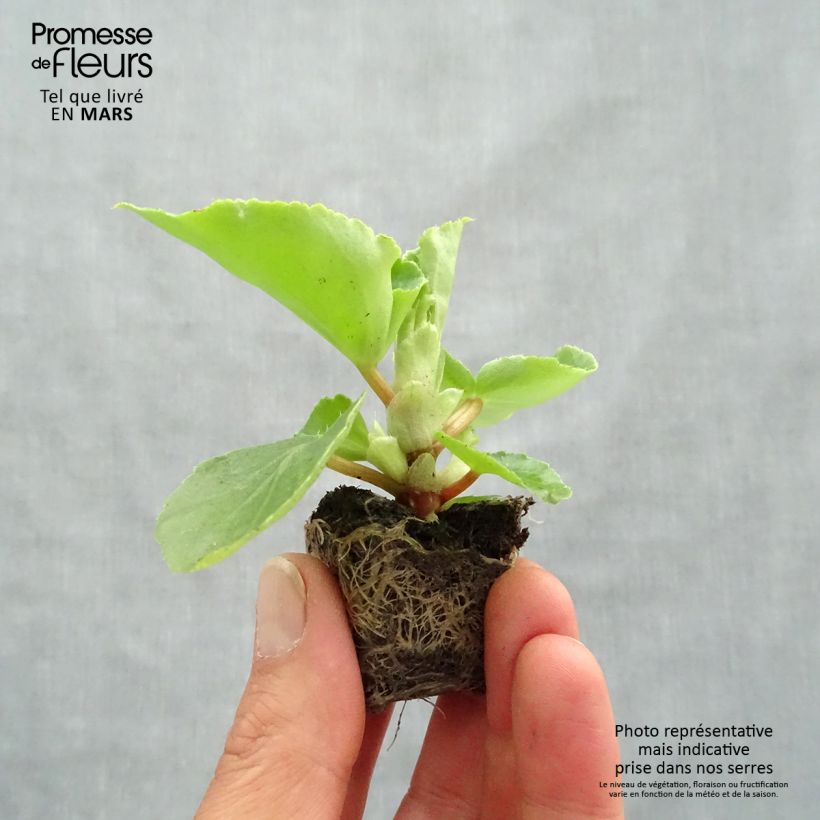 Amostra de Bégonia Big F1 rose tendre Mini-torrão Ø 3/4 cm tal como entregue na primavera
