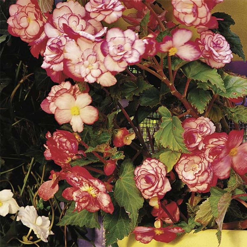 Begonia erecta Bouton de Rose (Hábito)