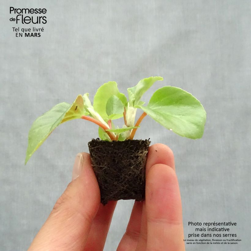 Amostra de Bégonia Dragon Wing Red Mini-torrão Ø 3/4 cm tal como entregue na primavera