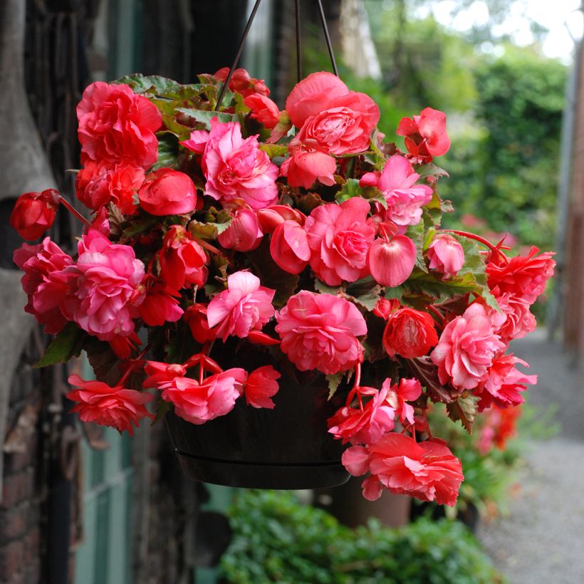 Begónia tuberosa Pink Delight (Floração)