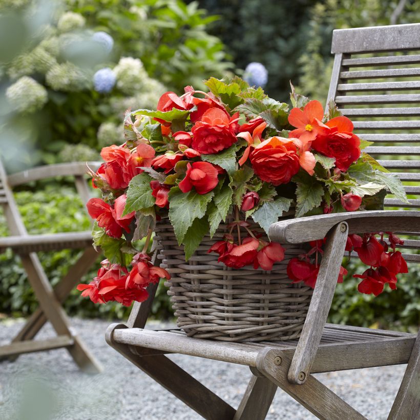 Begónia tuberosa Red Glory (Hábito)