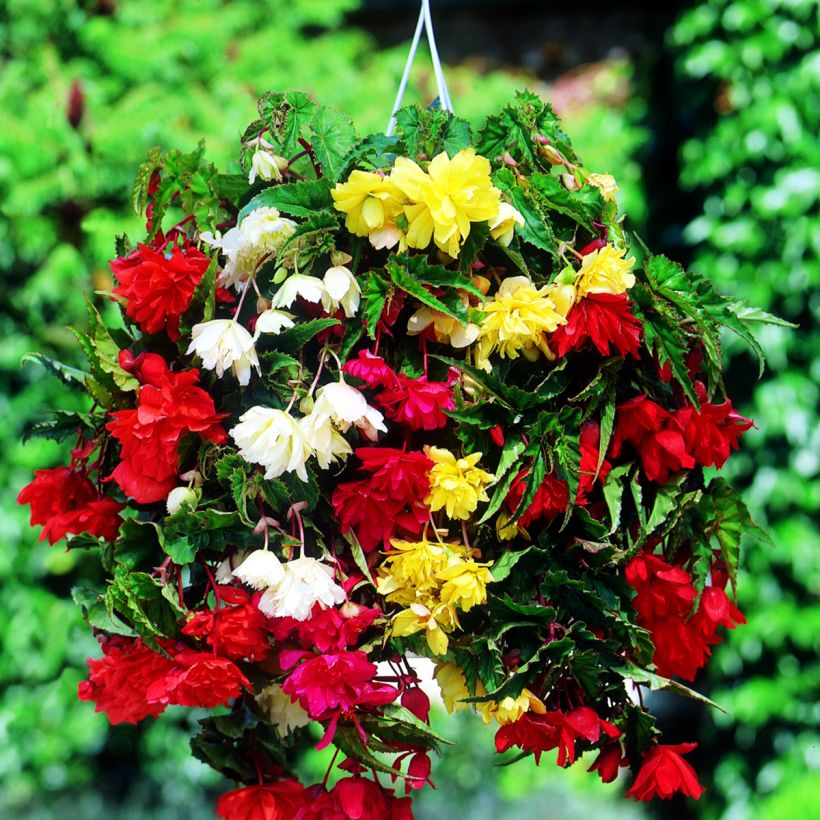 Begónia tuberosa mix 6 cores (Floração)