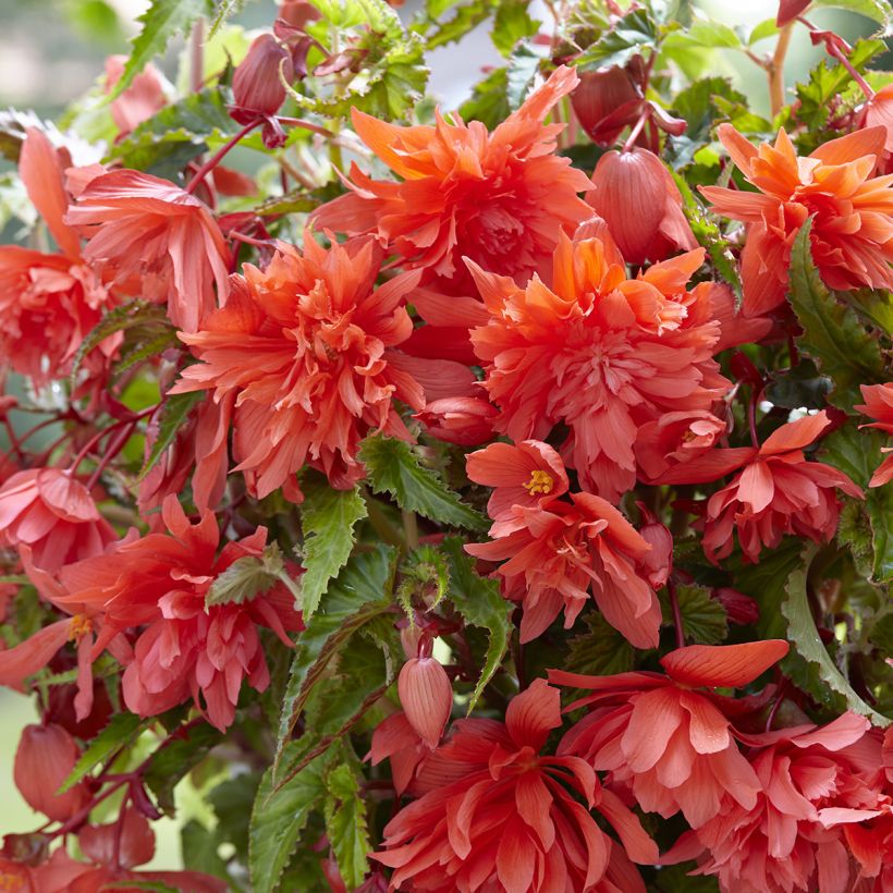 Begónia tuberosa Salmon (Floração)