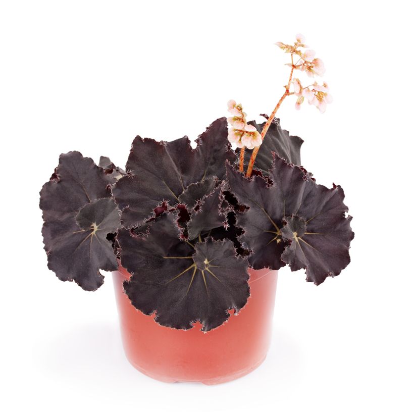 Begónia Dark Mambo (Hábito)