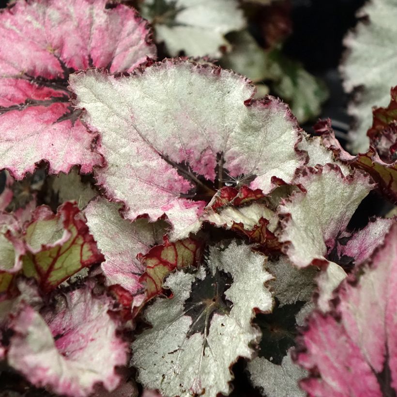 Begónia Red Heart (Folhagem)