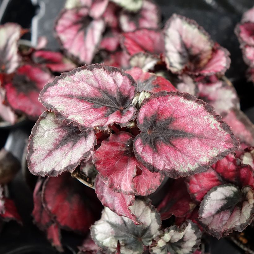 Begónia Red Kiss (Folhagem)