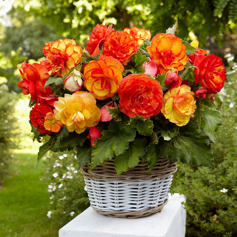 Begónia tuberosa Sangria (Hábito)