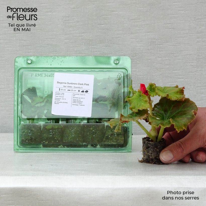 Amostra de Begonia Sunbrero Dark Pink  Mini-torrão Ø 3/4 cm tal como entregue na primavera
